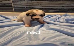 Great Pyrenees dogs for sale: Red - Image 4