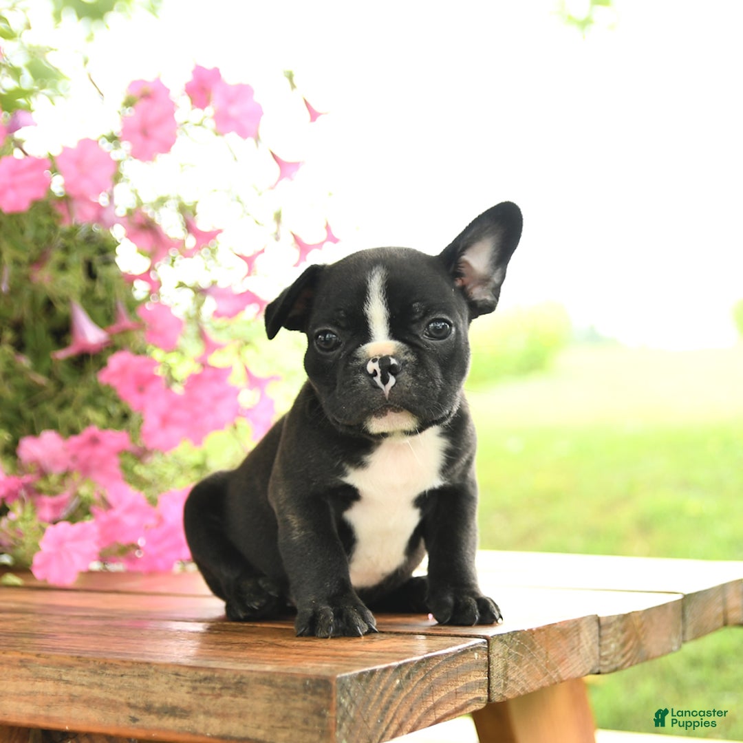 Frenchton dogs for sale: Gus - Image 1