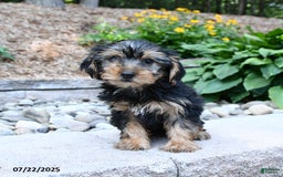 Yorkshire Terrier dogs for sale: Yorkshire Terrier 4 puppies - Image 5