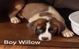 Saint Bernard dogs for sale: Will - Image 2