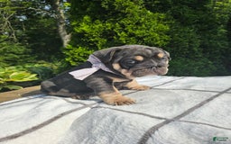 English Bulldog dogs for sale: Dolly - Image 1