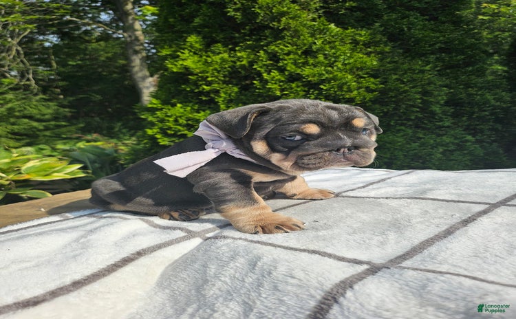 English Bulldog dogs for sale - Ad 2