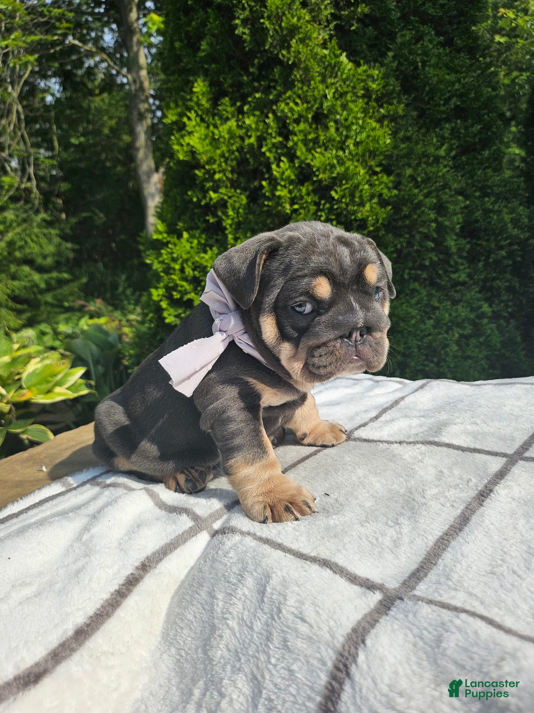 English Bulldog dogs for sale: Dolly - Image 1
