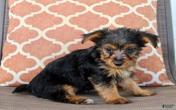Yorkshire Terrier dogs for sale: Gabby - Image 4