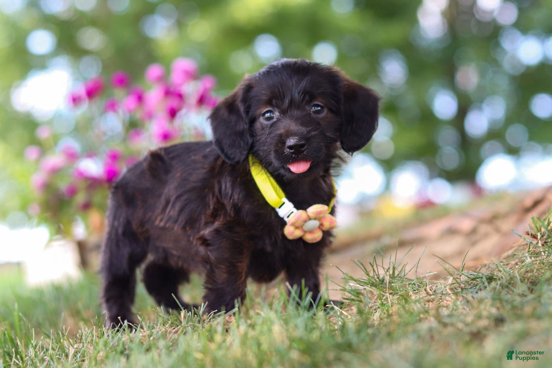 Miniature Dachshund dogs for sale: Frappuccino - Image 2