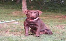 Labrador Retriever dogs for sale: Remington - Image 12