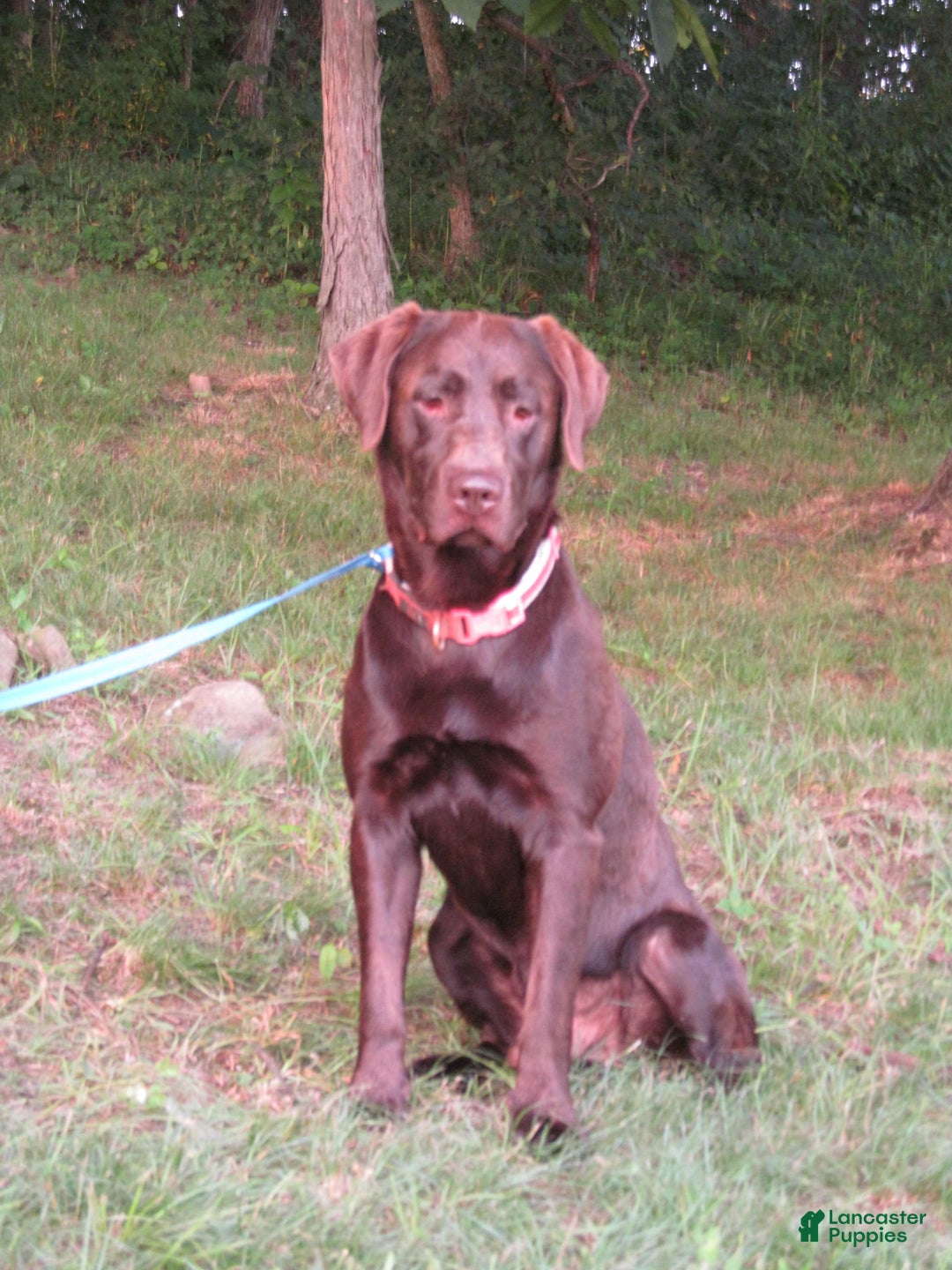 Labrador Retriever dogs for sale: Remington - Image 12