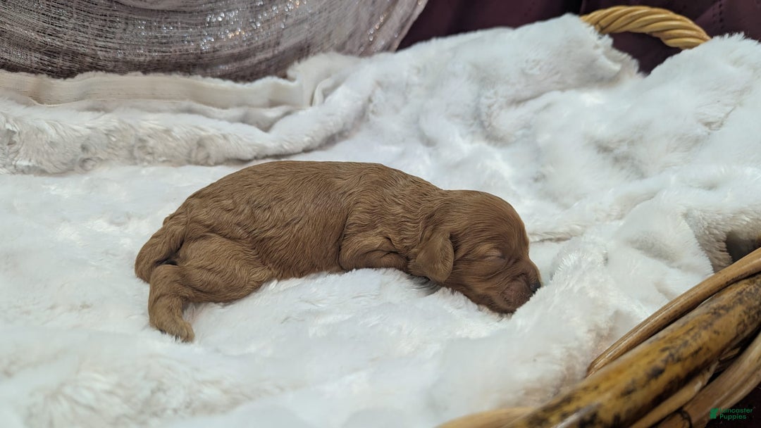 Cavapoo dogs for sale: Hera - Image 16