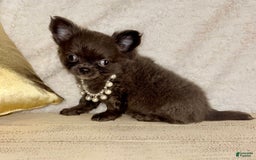 Chihuahua dogs for sale: Rare Blue Long Coat Boy - Image 2