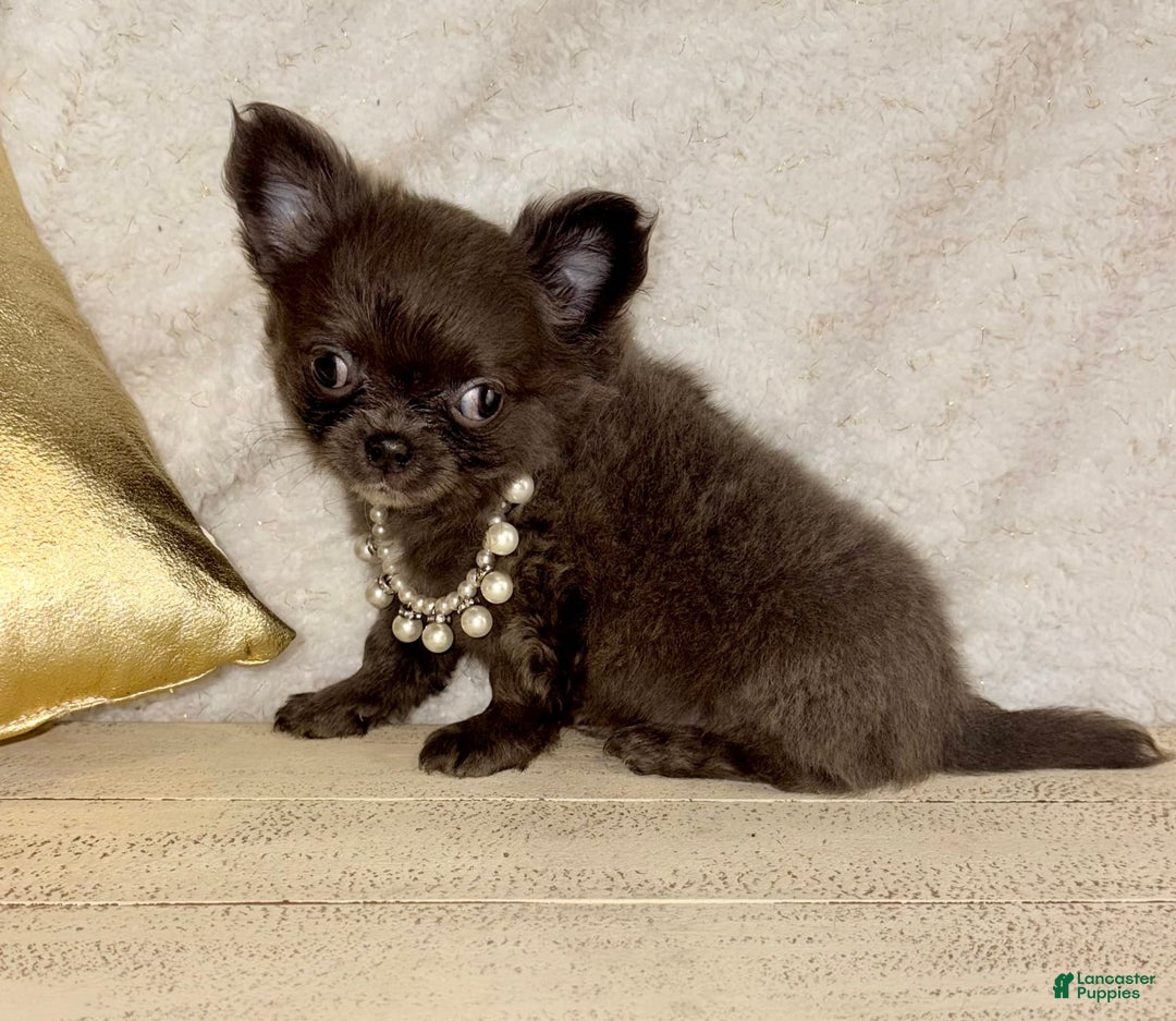 Chihuahua dogs for sale: Rare Blue Long Coat Boy - Image 2