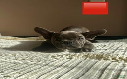 French Bulldog dogs for sale: Pink - Image 1