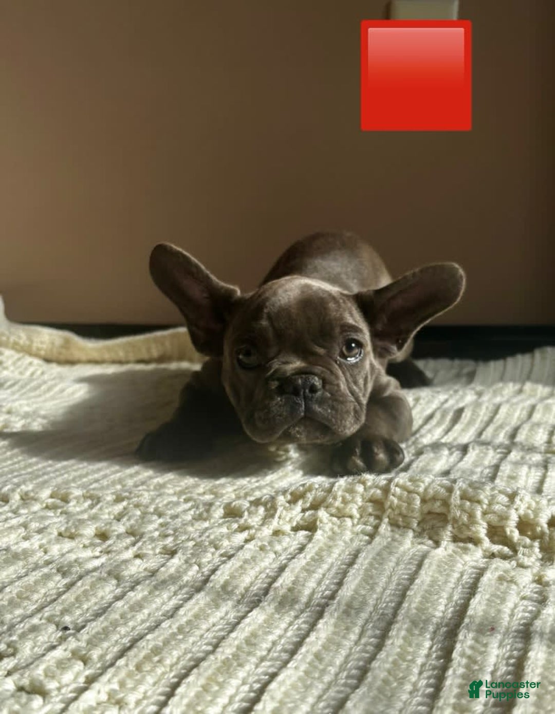French Bulldog dogs for sale: Pink - Image 1