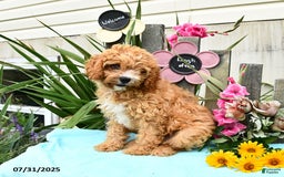 Cavapoo dogs for sale: Cuddles - Image 4