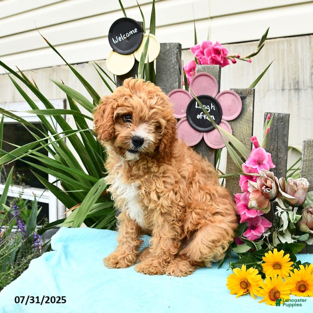 Cavapoo dogs for sale: Cuddles - Image 4