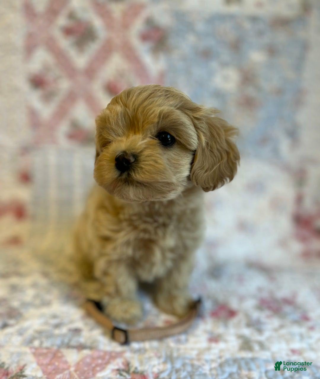Maltipoo dogs for sale: Britney - Image 3