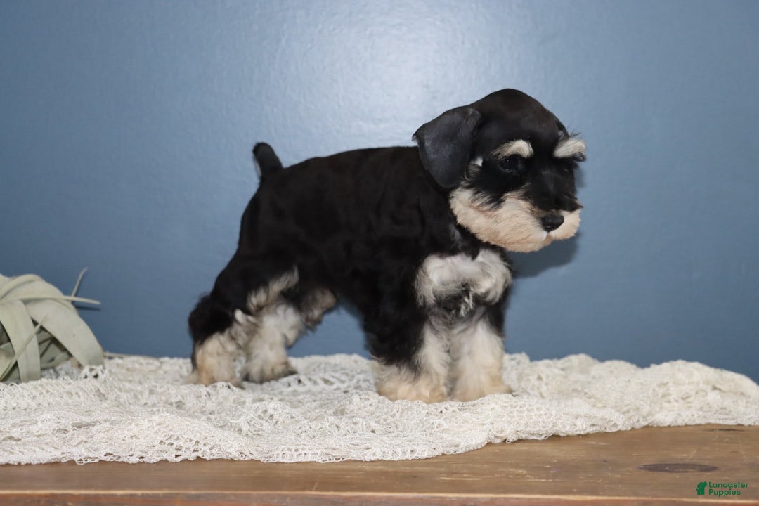 Miniature Schnauzer dogs for sale: Abby - Image 3