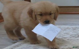 Golden Retriever dogs for sale: Twinkie - Image 30