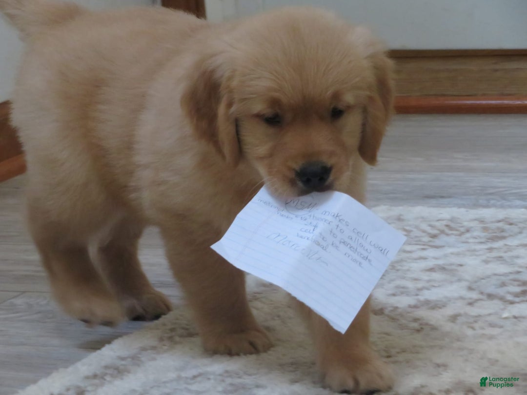 Golden Retriever dogs for sale: Twinkie - Image 30