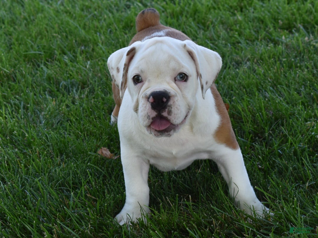 Beabull dogs for sale: Tessa - Image 18