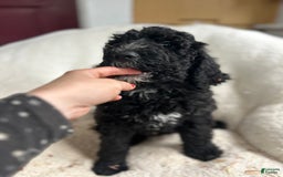 Bernedoodle dogs for sale: Ash - Image 2
