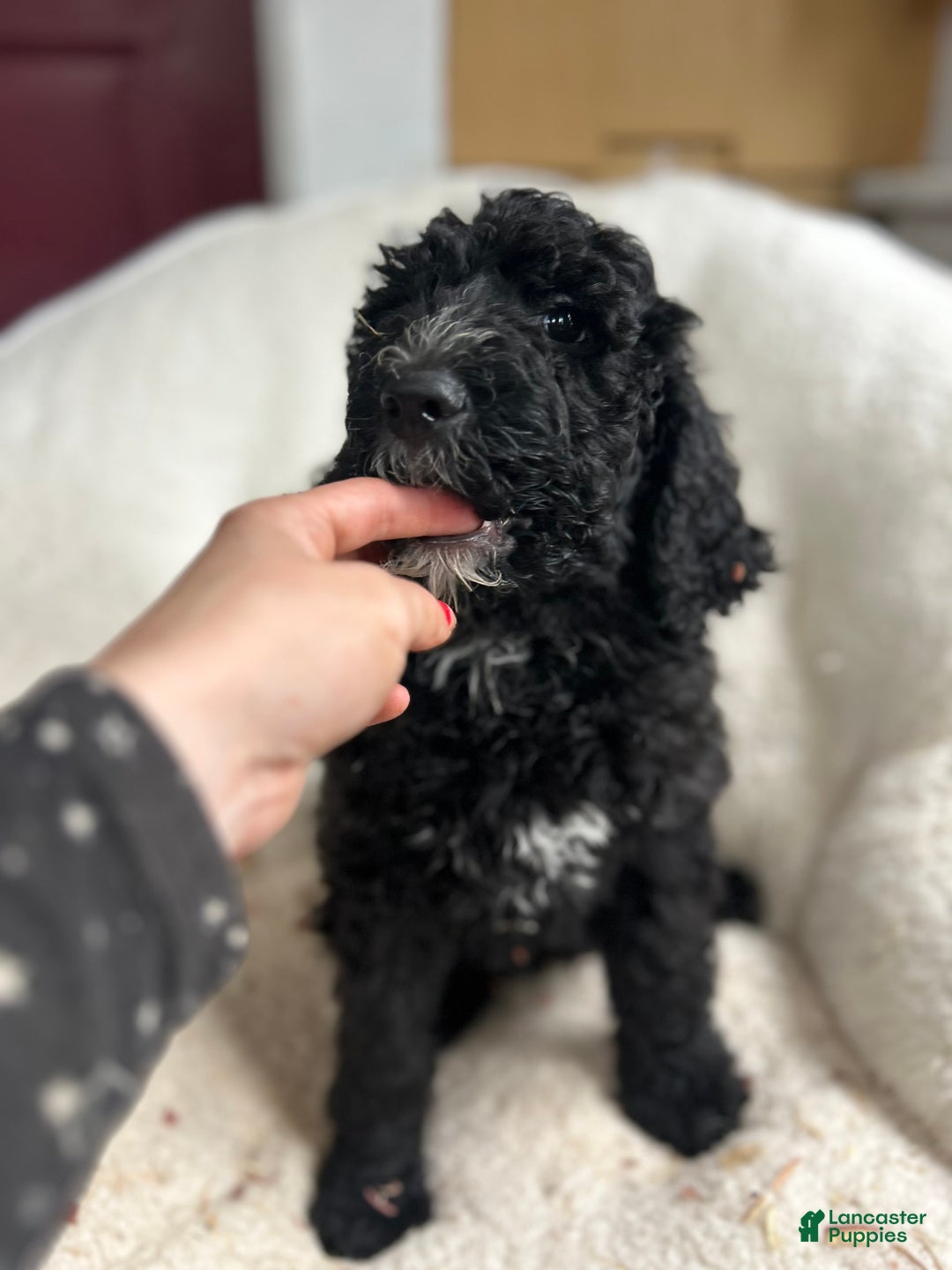 Bernedoodle dogs for sale: Ash - Image 2