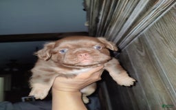 French Bulldog dogs for sale: Roja - Image 4