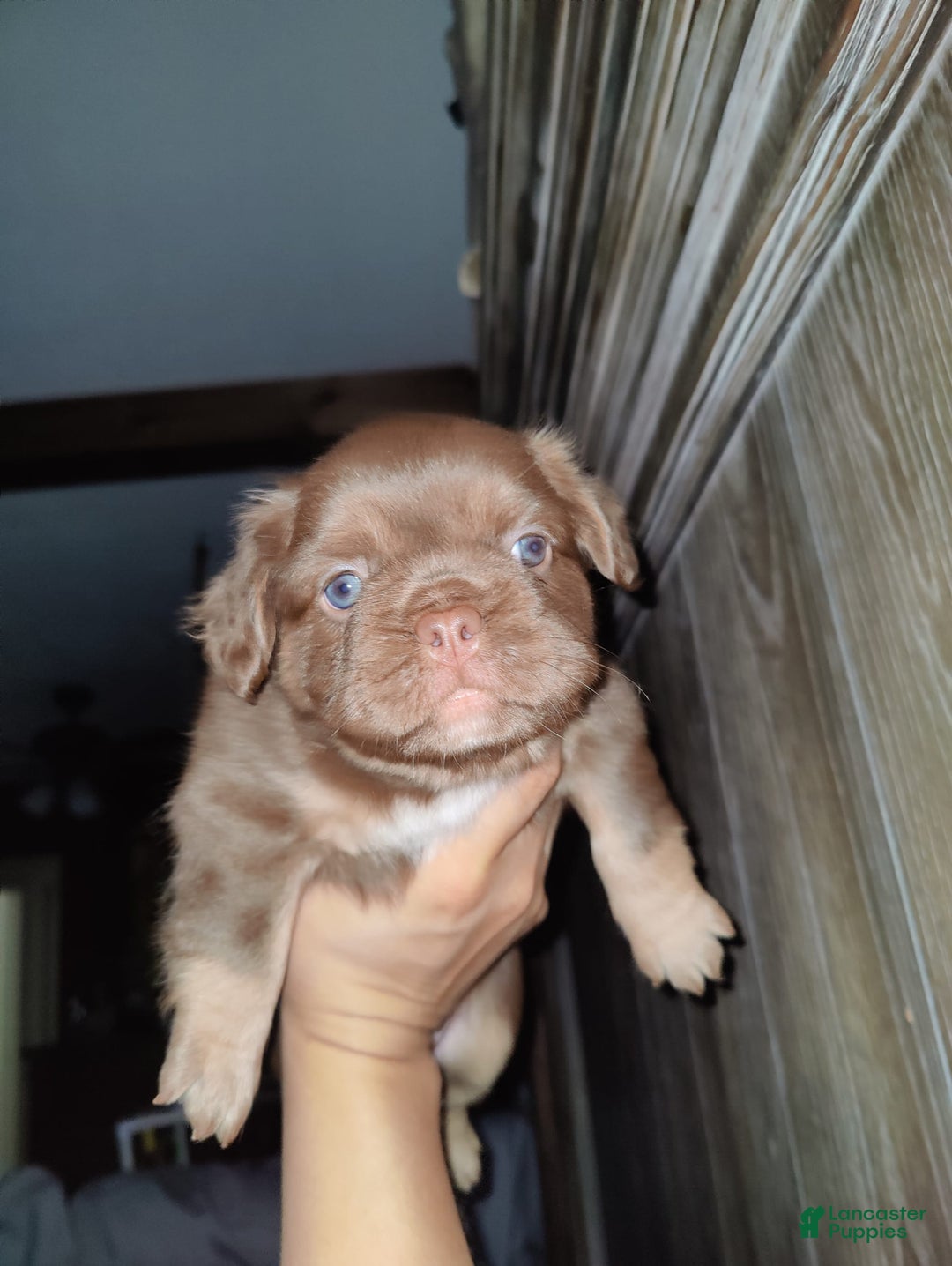 French Bulldog dogs for sale: Roja - Image 4