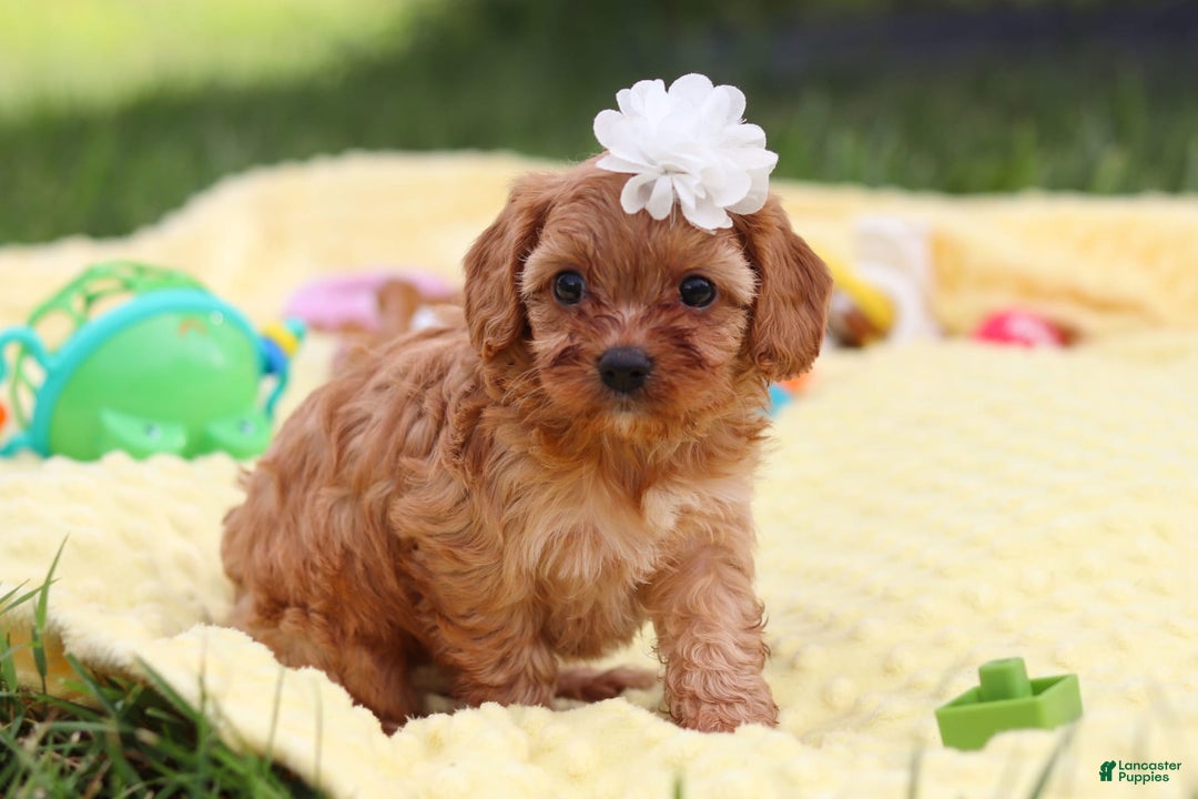 Cavapoo dogs for sale: Winnie - Image 10