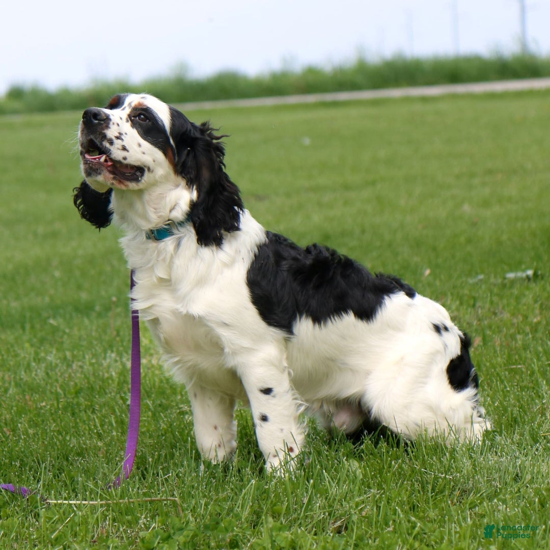 Saint Berdoodles dogs for sale: Buddy - Image 20