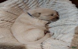 Golden Retriever dogs for sale: Peter - Image 15