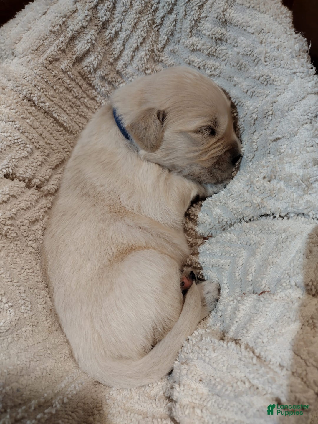 Golden Retriever dogs for sale: Peter - Image 15