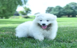 Samoyed dogs for sale: Blake - Image 5