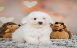 Bichon Frise dogs for sale: Kendrick - Image 8