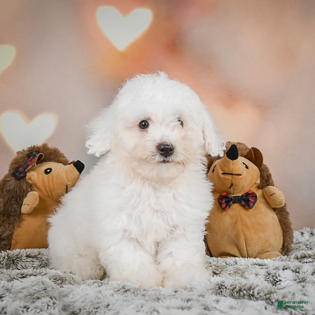 Bichon Frise dogs for sale: Kendrick - Image 8