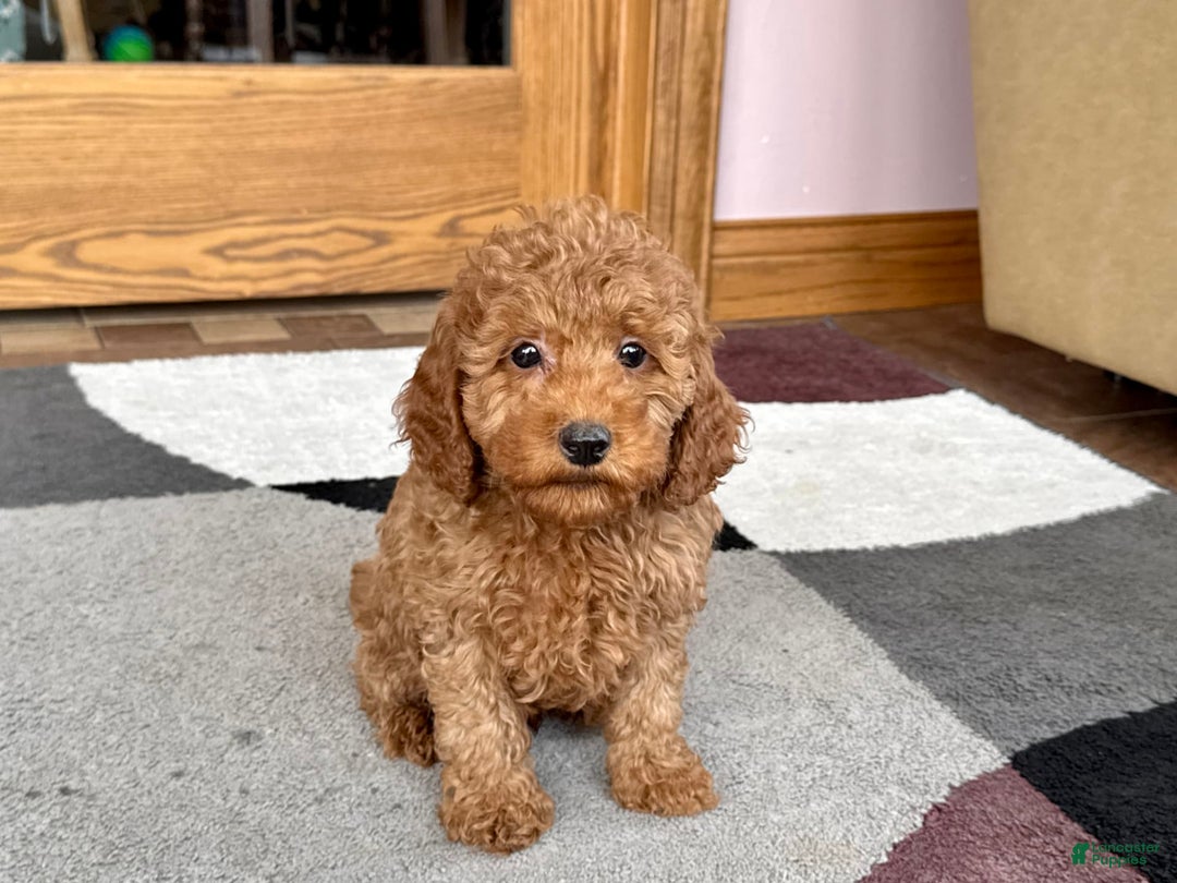 Cockapoo dogs for sale: Waylon - Image 5
