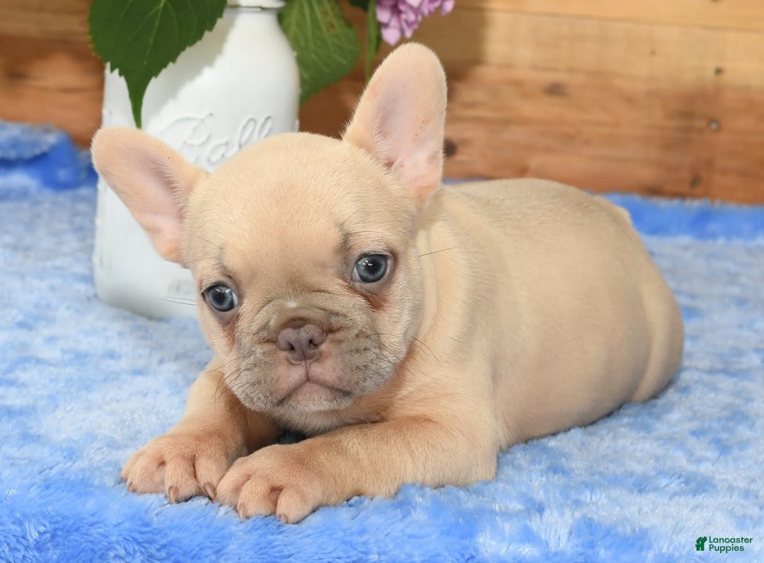French Bulldog dogs for sale: Beauty - Image 5
