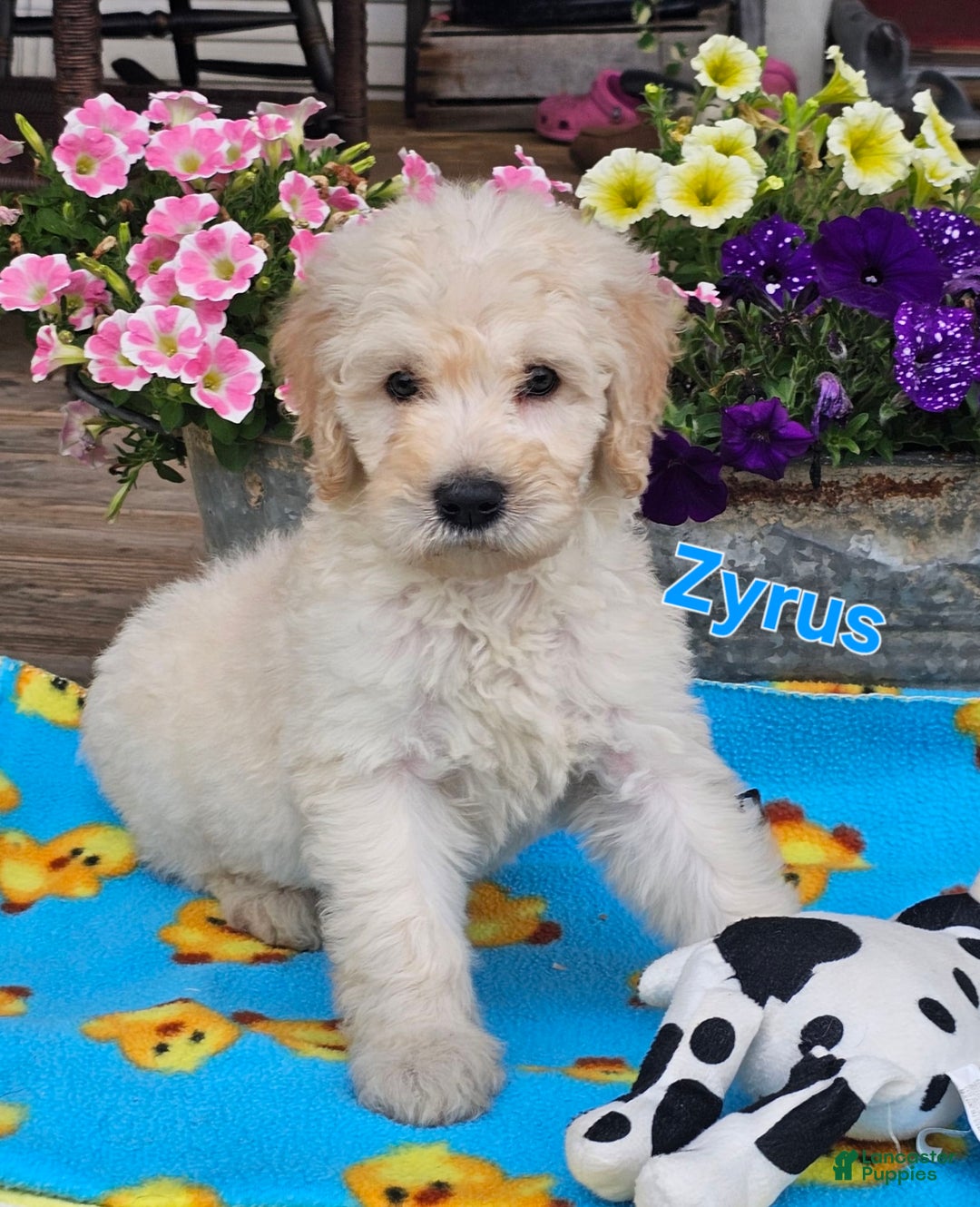 Goldendoodle dogs for sale: Zyrus - Image 1