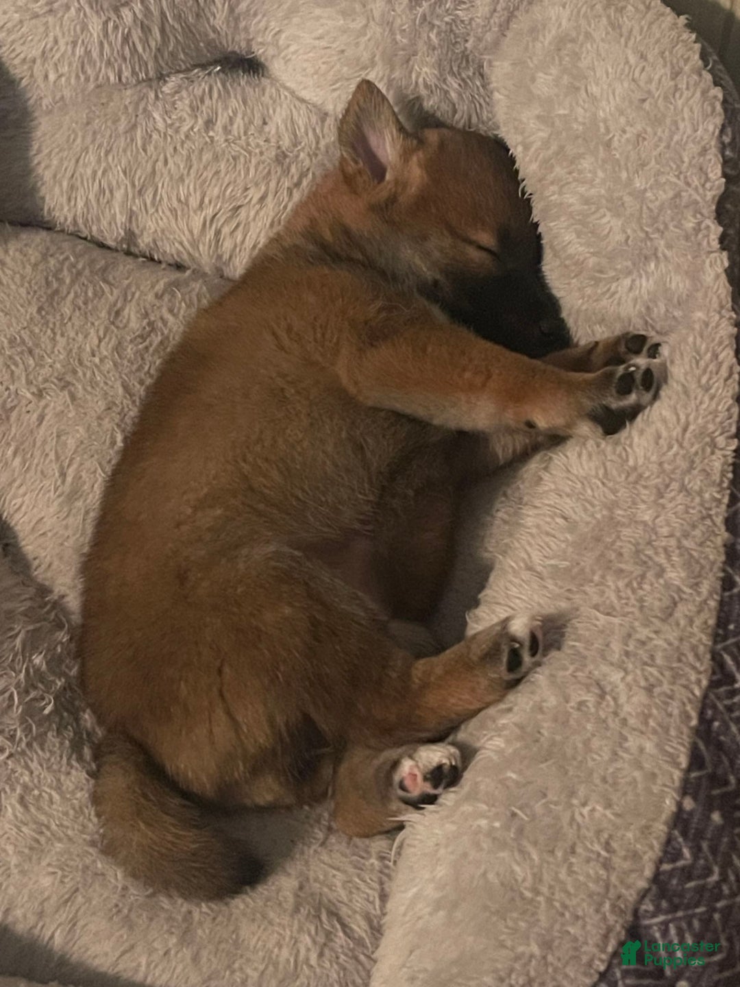 Shiba Inu dogs for sale: Dora - Image 7