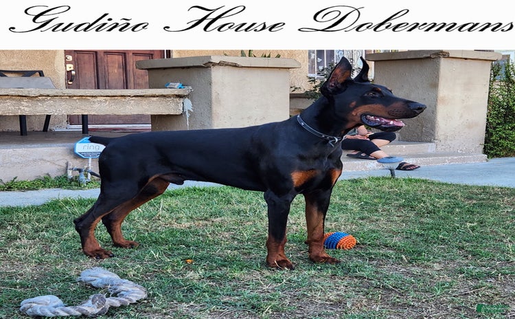 Doberman Pinscher dogs for sale - Ad 1