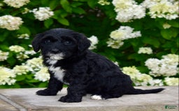 Portuguese Water Dog dogs for sale: Millie - Image 4