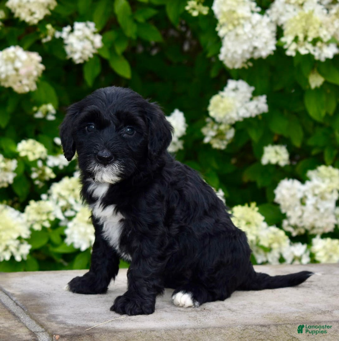 Portuguese Water Dog dogs for sale: Millie - Image 4