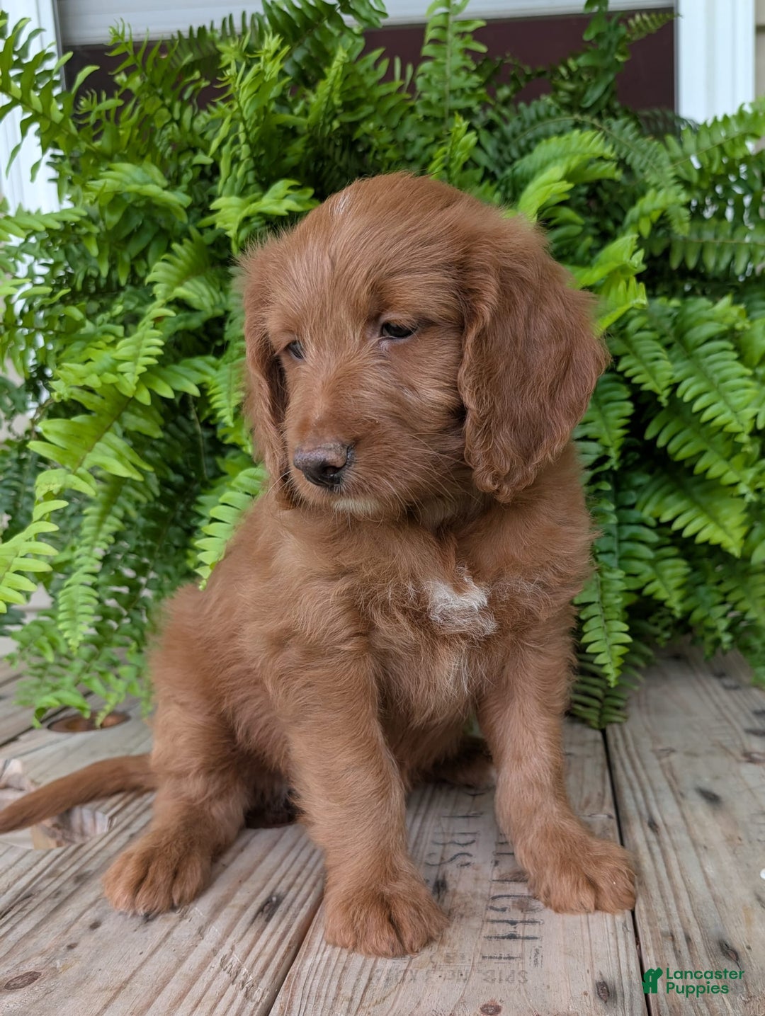 Goldendoodle dogs for sale: Ellie - Image 6