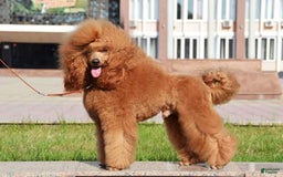 Miniature Poodle dogs for sale: Anton - Image 4