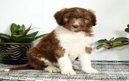 Aussiedoodle dogs for sale: Tammy - Image 8