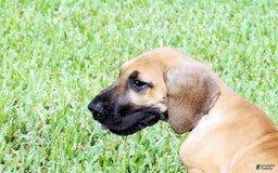 Great Dane dogs for sale: Linda - Image 3