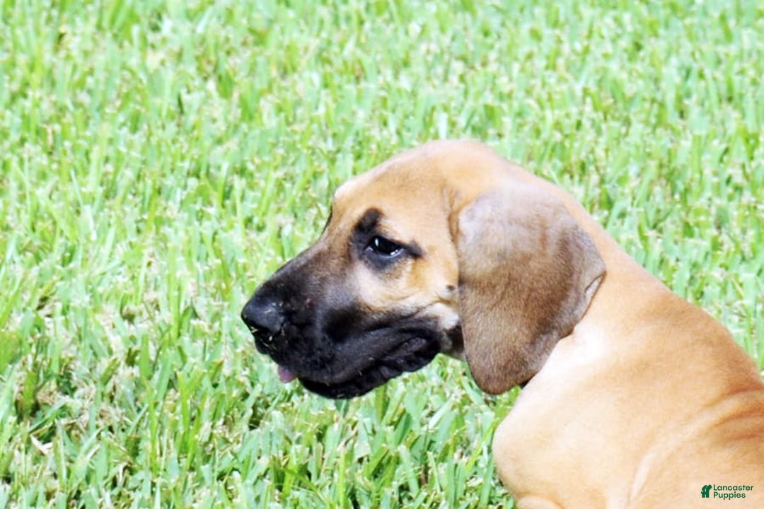 Great Dane dogs for sale: Linda - Image 3