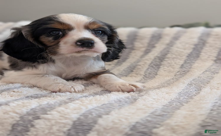 Cockalier dogs for sale - Ad 1
