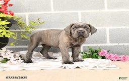 Cane Corso dogs for sale: Ivy - Image 6