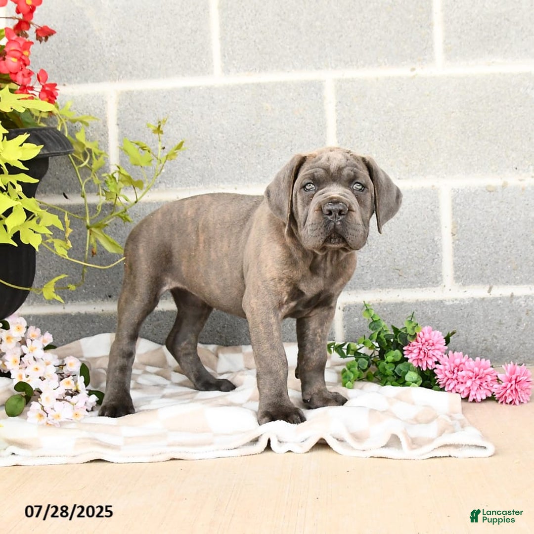Cane Corso dogs for sale: Ivy - Image 6