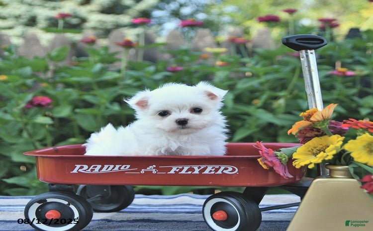 Maltese dogs for sale - Ad 2